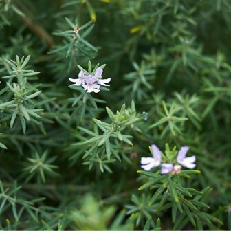 Westringia longifolia flores