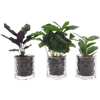 set 3 plantas en vasos de cristal