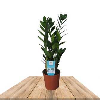 Zamioculcas