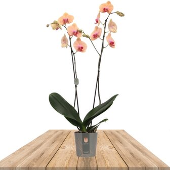 Phalaenopsis naranja