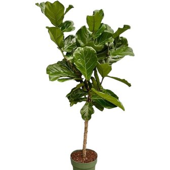 ficus lyrata tronco