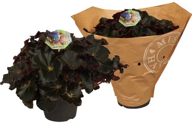 compra: begonia erythrophylla selva negra grande 40cm 