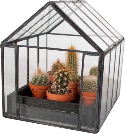 Compra: 6 Mini Cactus en Invernadero - FlorEspaña