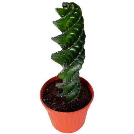 cereus spiralis 40cm