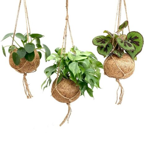 mix plantas verdes colgantes en maceta de coco