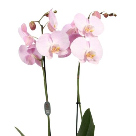 Phalaenopsis rosa clara