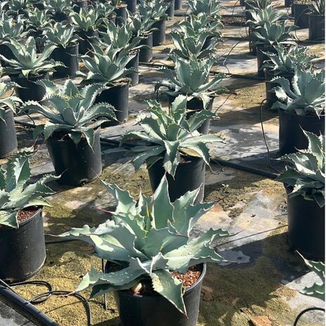 Agave asperrima