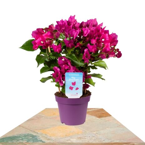 Bougainvillea vera deep purple