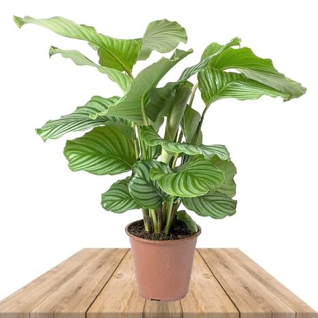 calathea orbifolia