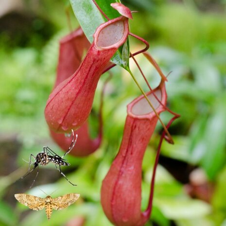 Nepenthes diana