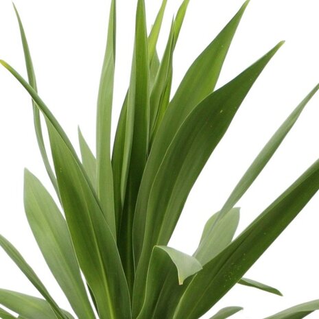 Cordyline emerald star ejemplo hojas