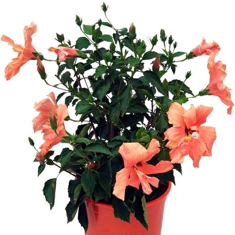 hibiscus salmón