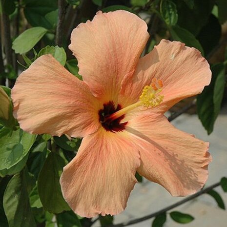 Hibiscus sinensis salmón