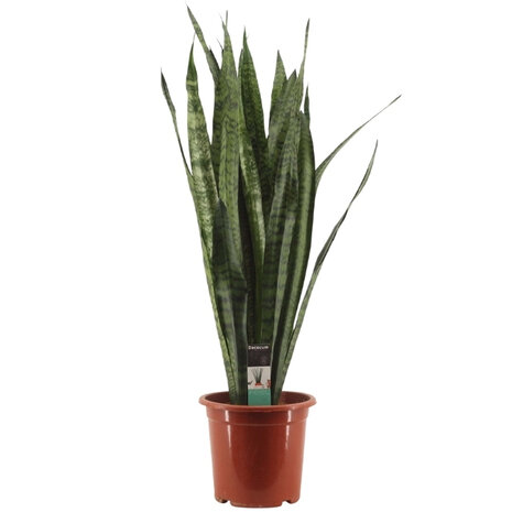 sansevieria zeylanica