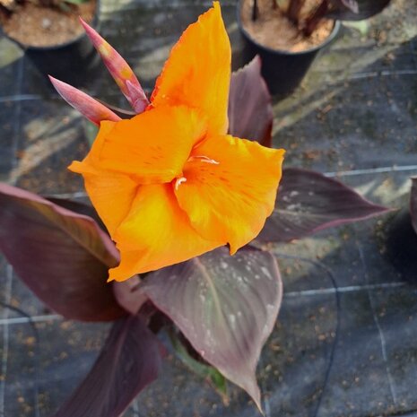 Canna naranja