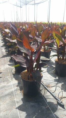 Canna roja