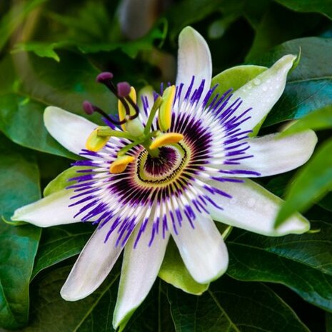 Passiflora caerulaea