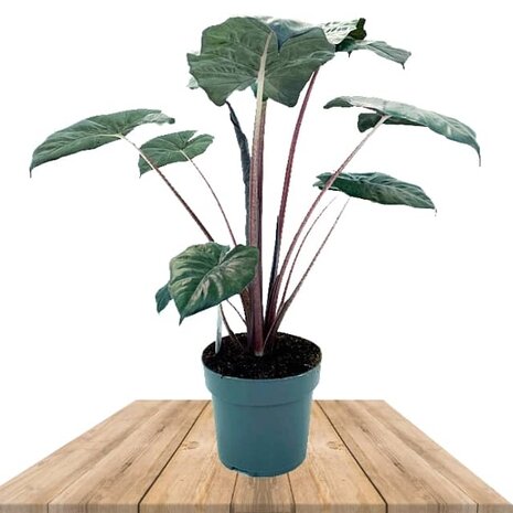 alocasia yucatan princess