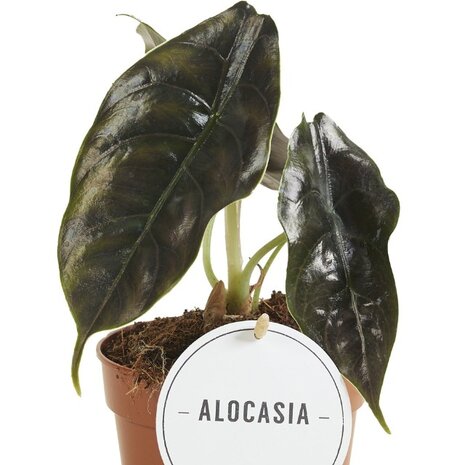 Alocasia azlanii