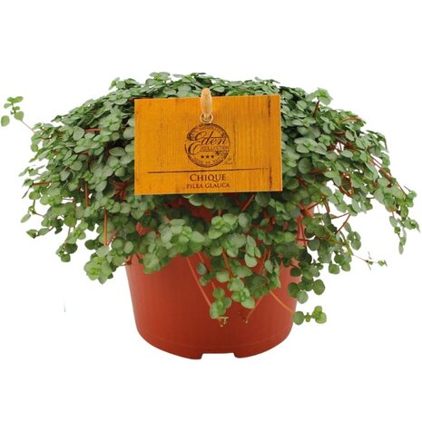 Pilea glauca