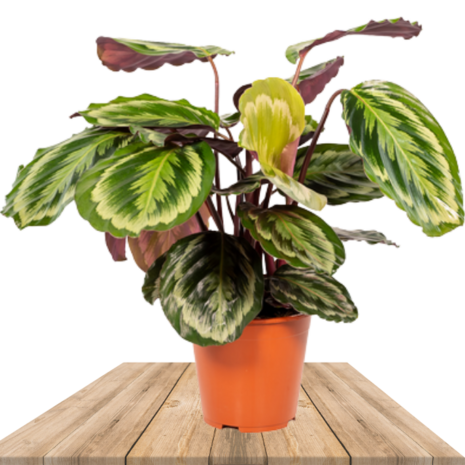 calathea