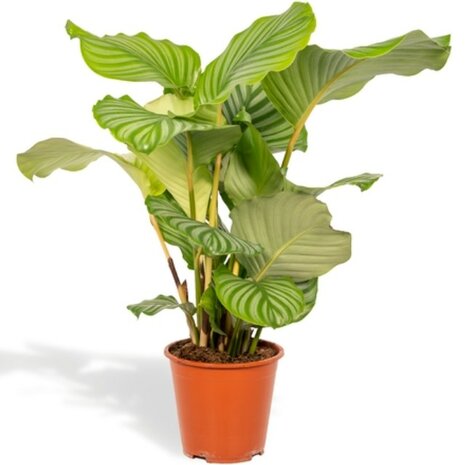 calathea orbifolia