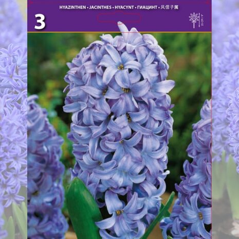 hyacinthus azul