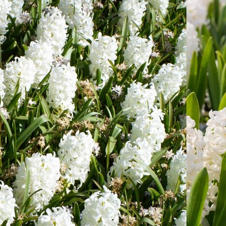 hyacinthus blanco