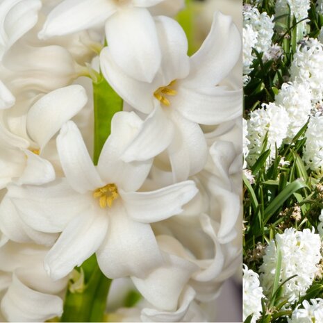 hyacinthus blanco