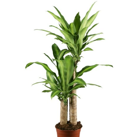 Dracaena fragans massangeana