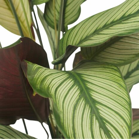 hojas calathea