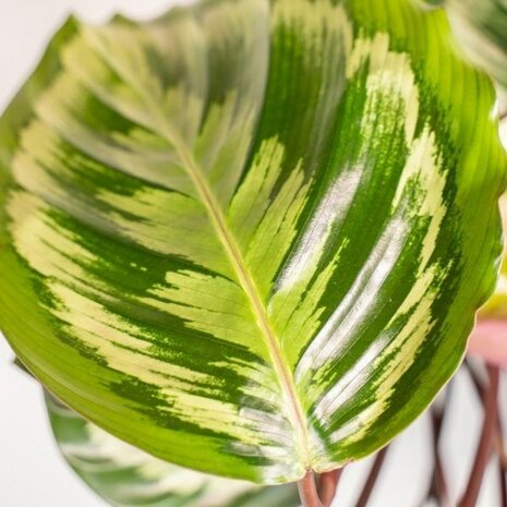 calathea mix