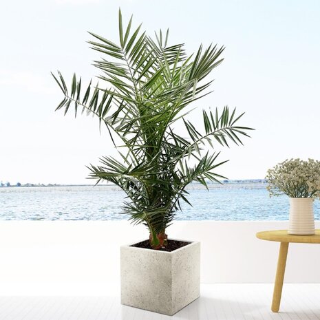 phoenix canariensis deco