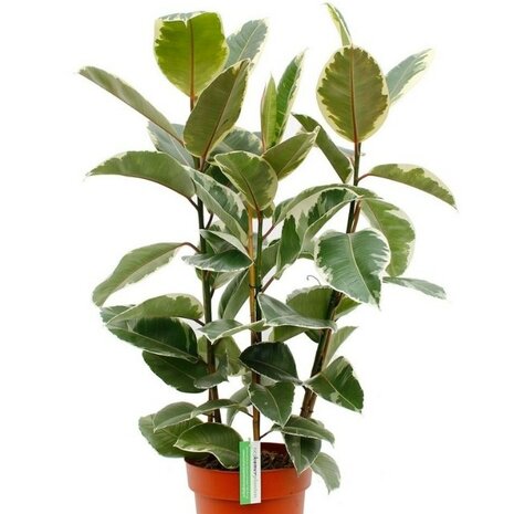 ficus elastica tineke 90cm