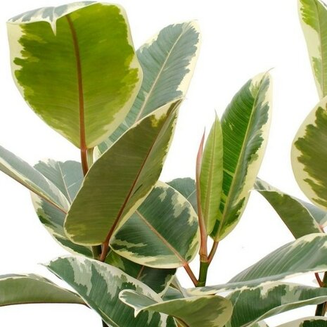 hojas ficus elastica tineke