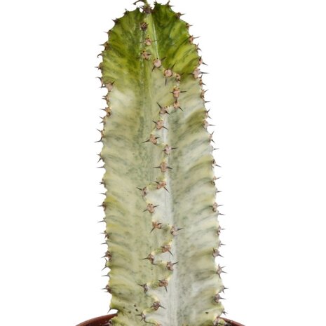 Euphorbia ingens marmorata