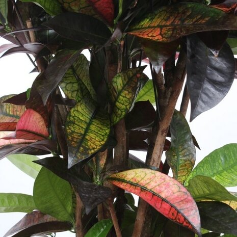 hojas croton mrs iceton