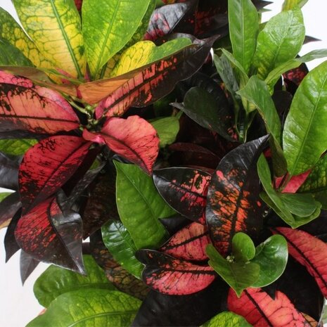 hojas croton mrs iceton