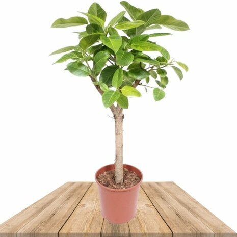 ficus altissima 150cm