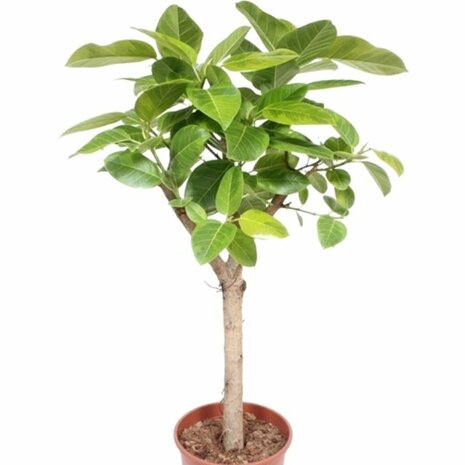 ficus altissima 150cm