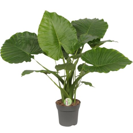 Alocasia gageana california