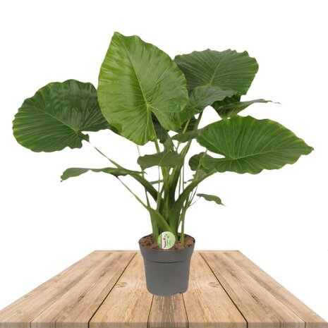 Alocasia gageana california