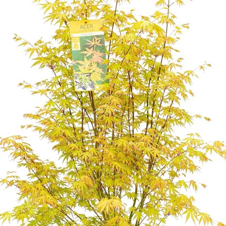 Acer palmatum orange dream