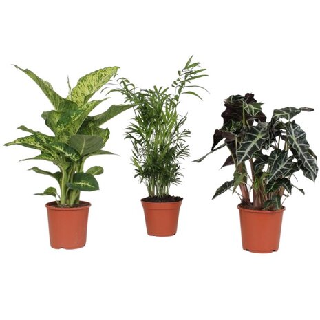 plantas urban jungle