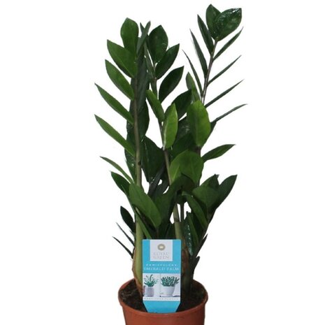 Zamioculcas