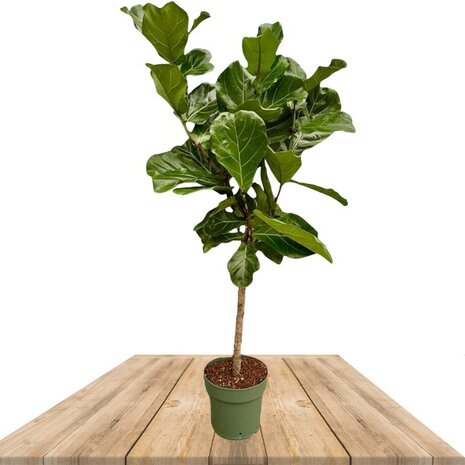 ficus lyrata