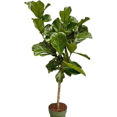 ficus lyrata tronco