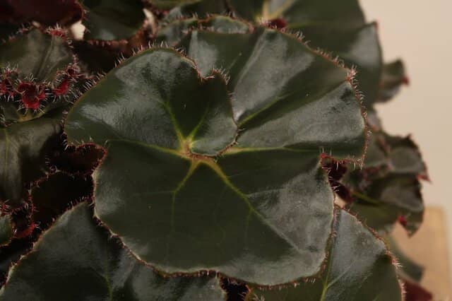 compra: begonia erythrophylla selva negra grande 40cm 