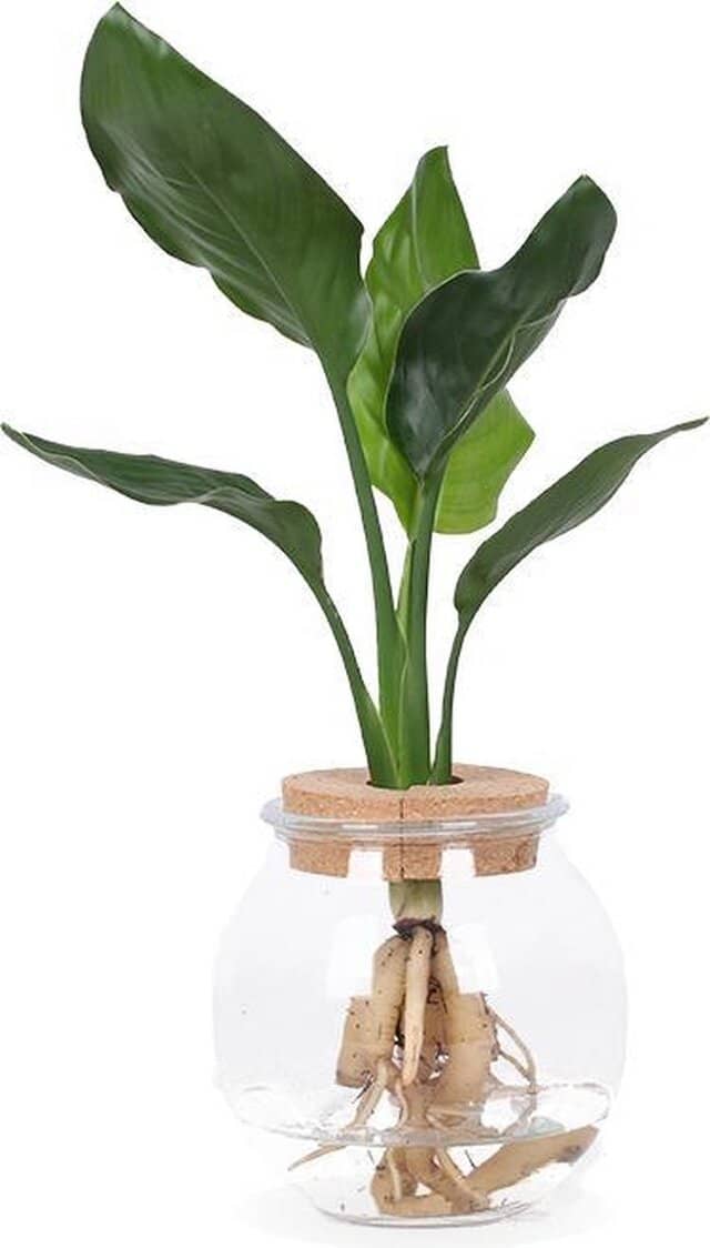 Compra: Strelitzia Nicolai Hidropónica en Cristal 