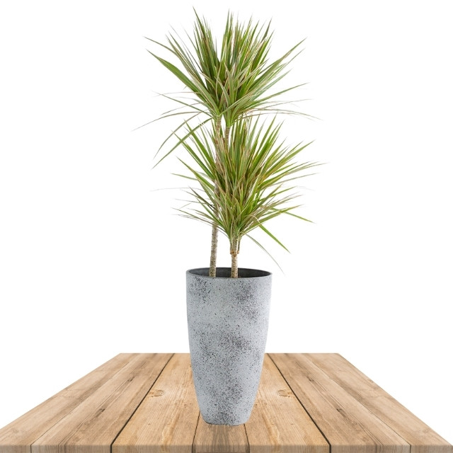 Buy: Dracaena Marginata Bicolor 120cm in pot 